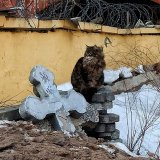 Кобоша: песнь акына 18+