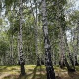 Сушка древесины, сушка леса 🌳