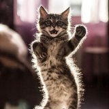 Cats Tiktok | Кошки Видео