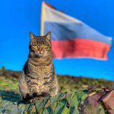 Фронтовые питомцы СВО