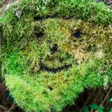 Криптомох🌳