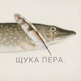 Щука пера