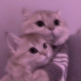 Милые котики🐾