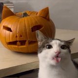 Кошковое