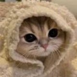 мягкое мурчание - коты