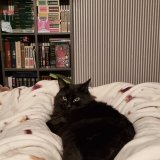 Catss' tales