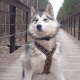 🐾Собачье Дело🐾
